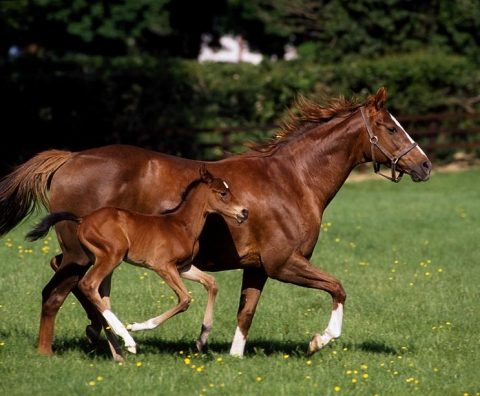 mare and foal