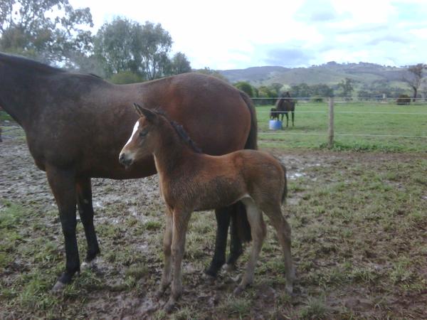 All My Loving as a foal