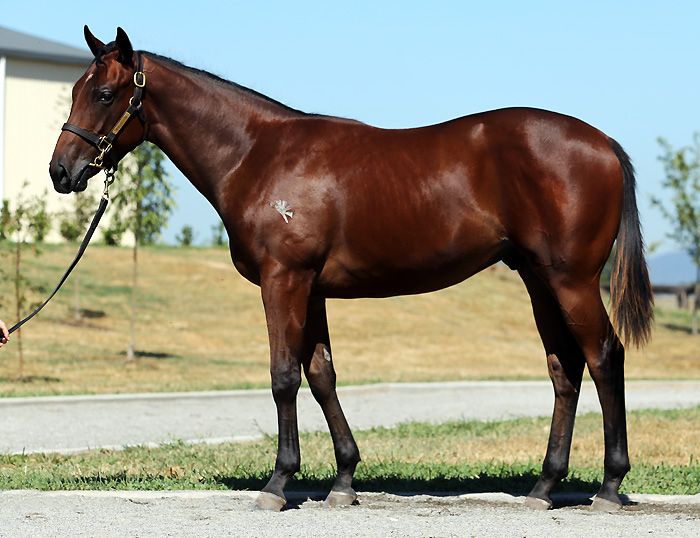 Lot 113 - Laurel Oak