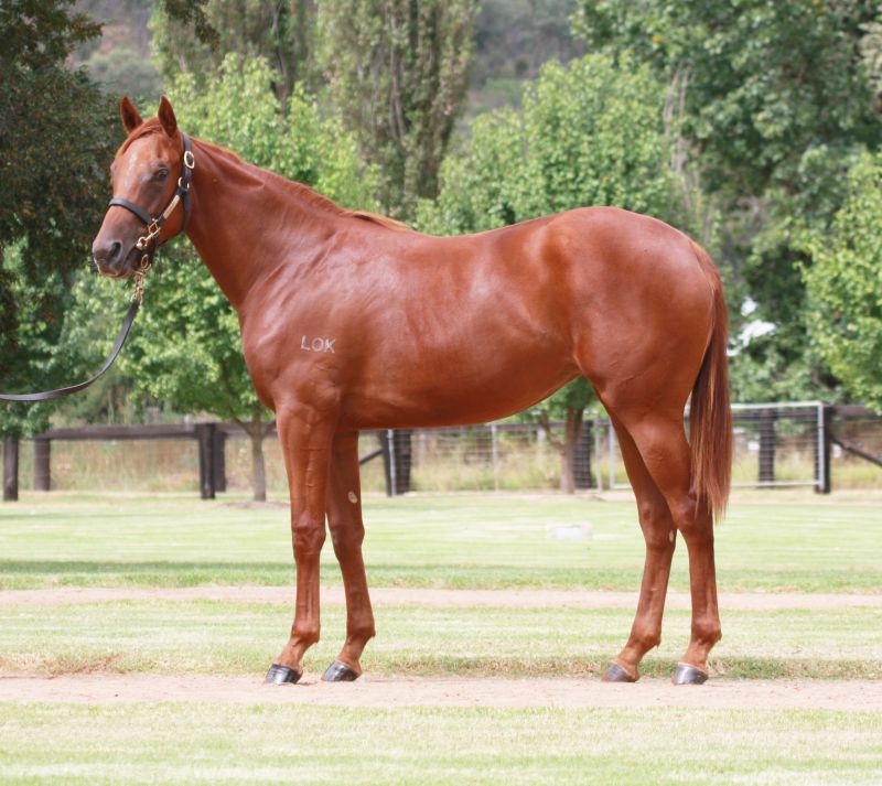 Lot 191 yearling LOB 230k