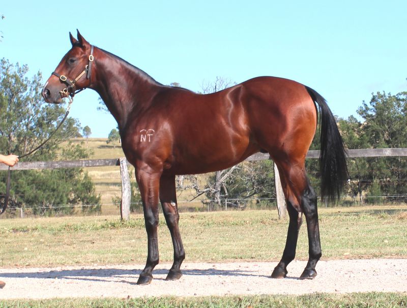 Lot 568 yearling LOB